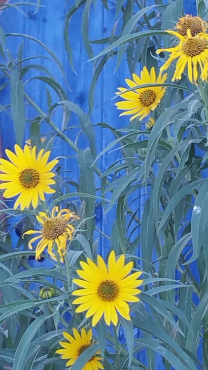 sun flowers on blue gate